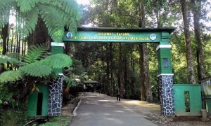 TAMAN NASIONAL GUNUNG HALIMUN YANG SEJUK DAN ASRI