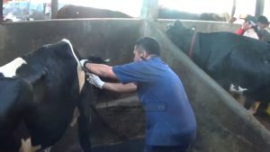 DKPP KOTA BOGOR ANTISIPASI PENYEBARAN VIRUS LSD PADA SAPI