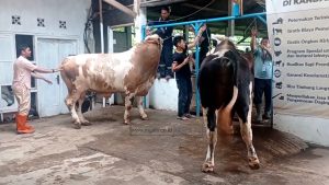 PEDAGANG HEWAN QURBAN LAYANI KONSUMEN SUGUHI DURIAN GRATIS 
