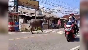 KERBAU NGAMUK, LARI KEJALANAN DAN PERMUKIMAN WARGA