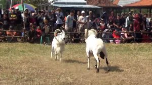 KETANGKASAN DOMBA ADU DI PALANGPANG SUKABUMI