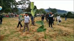 WARGA RAMAI TANAM JAGUNG DILAPANGAN SEPAK BOLA