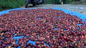 BUDIDAYA KOPI