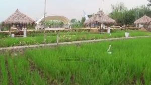 D’ SAWAH RESORT TAWARKAN MENU MAKANAN SUNDANESSE DAN BALLINESE