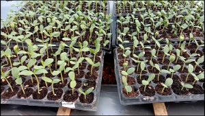 BUAH MELON UNGGULAN CIKARAWANG DRAMAGA