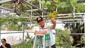 PEMDES MEKARJAYA FOKUSKAN TANAMAN BUAH ANGGUR