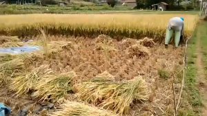 PRODUKSI BERAS SI SUKABUMI MENURUN PASOKAN PETANI LANGKA