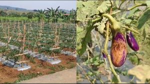 PULUHAN HEKTAR LAHAN PERTANIAN DI SUKARAJA KEKERINGAN