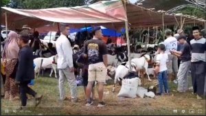 ADU DOMBA GARUT, TONTONAN WARGA PEGUNUNGAN