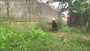 PENYANDANG DISABILITAS SUKSES TANAM CABAI