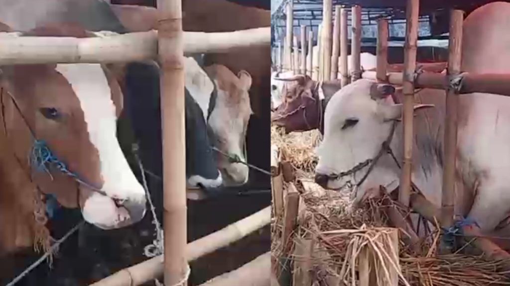 Penjualan Hewan Qurban Menurun di Kota Sukabumi