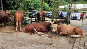 Prabowo Subianto Salurkan Hewan Qurban Ke Babakan Madang