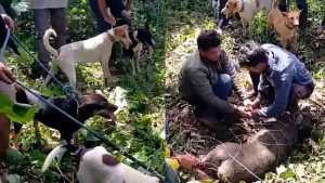 Seekor Babi Hutan Masuk Dan Rusak Kebun Warga di Kampung Wenang Parungkuda Sukabumi
