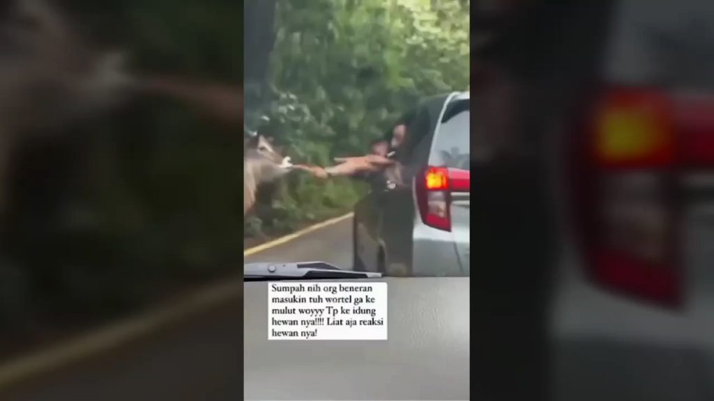 Viral Pengunjung Taman Safari Indonesia Cisarua Bogor Beri Makan Kudanil Sampah Plastik di Laporkan Ke Polisi