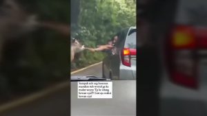 Viral Pengunjung Taman Safari Indonesia Cisarua Bogor Beri Makan Kudanil Sampah Plastik di Laporkan Ke Polisi