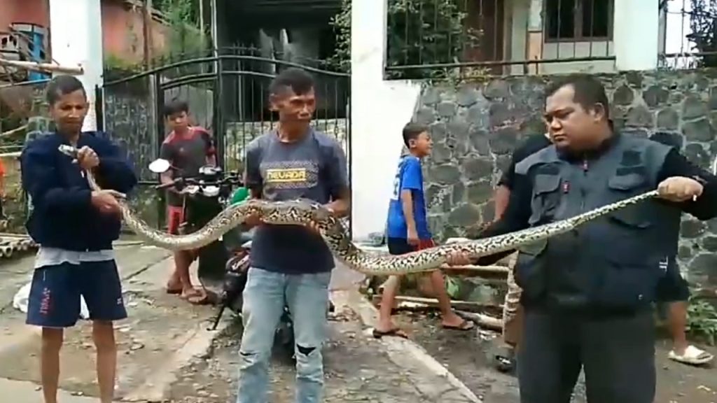 Warga Kadudampit Tangkap Ular Sepanjang 3 Meter Kabupaten Sukabumi