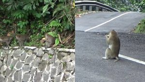 Kawanan Monyet Liar Nongkrong Di Tanjakan Sarakan