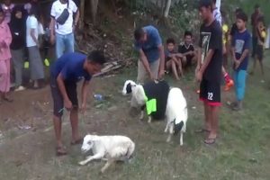 Turnamen Sepak Bola Remako Berhadiah 3 Ekor Kambing