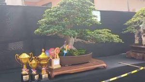 Kontes Tanaman Bonsai Meriahkan Hut Ri Ke 79
