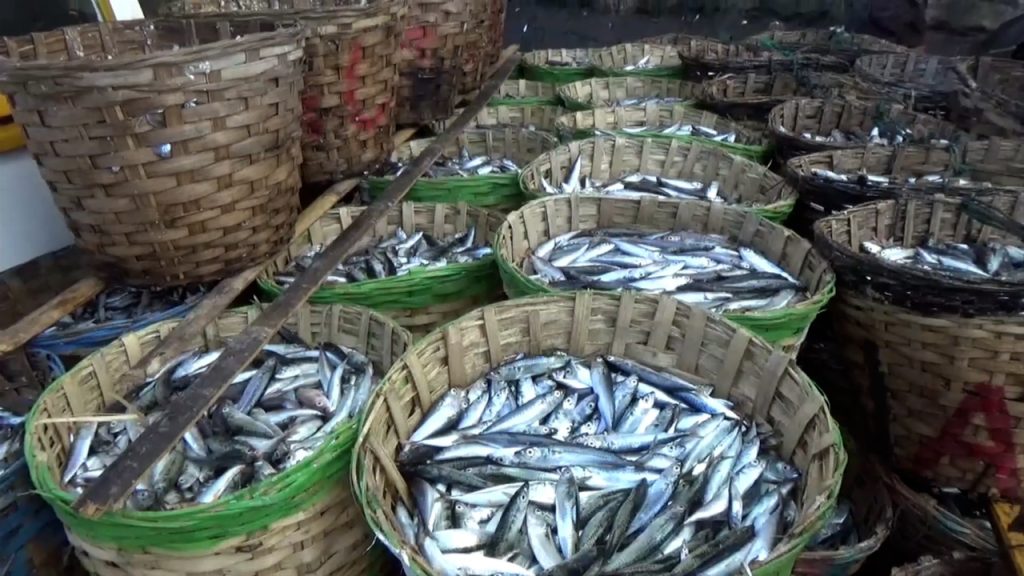 Nelayan Palabuhanratu Dibanjiri Hasil Tangkapan Ikan Melimpah