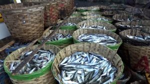 Nelayan Palabuhanratu Dibanjiri Hasil Tangkapan Ikan Melimpah