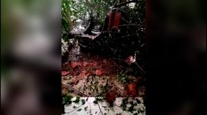 Pohon Ceri Tumbang, Timpa Mobil Sekcam Leuwiliang