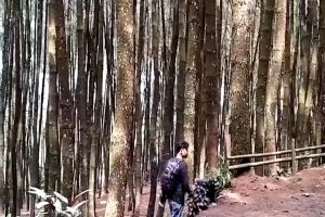 Viral, Pungli Di Wisata Tngs Pamijahan