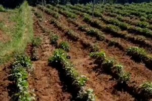 Dampak Kemarau Kekeringan Melanda, Petani Gagal Panen