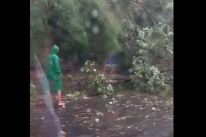 Diterjang Badai Sejumlah Pohon Tumbang Timpa Mobil