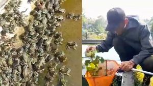 PEMUDA KADUDAMPIT SUKABUMI SUKSES BUDIDAYA KODOK