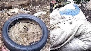 Bau Busuk Menyengat, Mengganggu Aktifitas Warga Sekitar, Di Duga Peternakan Ikan