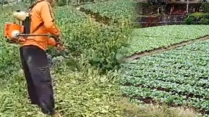 Harga Anjlok, Desa Citamiang Kabupaten Sukabumi Petani Sawi Rusak Tanaman Dengan Mesin Rumput