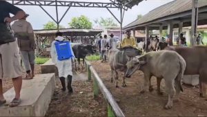 Dkpp Serang Awasi Pengiriman Hewan Dari Luar Daerah Cegah Virus Pmk