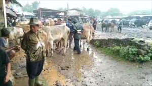 Dampak Wabah Pmk Pada Sapi, Pasar Hewan di Jonggol Sepi