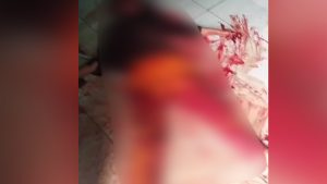 Sadis Suami Bacok Istri Hingga Kritis Desa Cilebut Barat Kecamatan Sukaraja Kabupaten Bogor