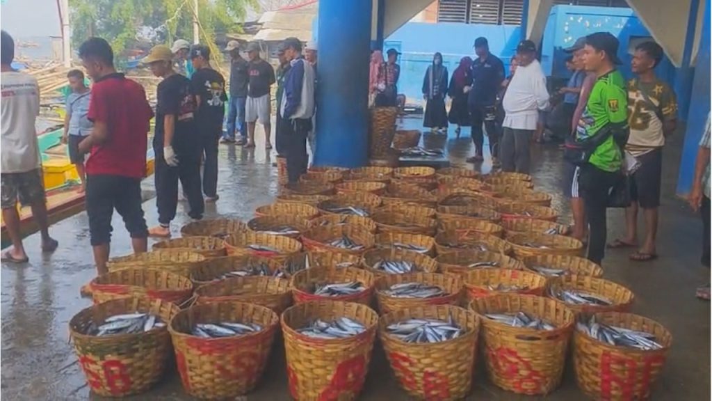 Ikan Lisong Kembali Melimpah di Palabuhanratu, Harga Turun Jadi Rp15 Ribu per Kilogram