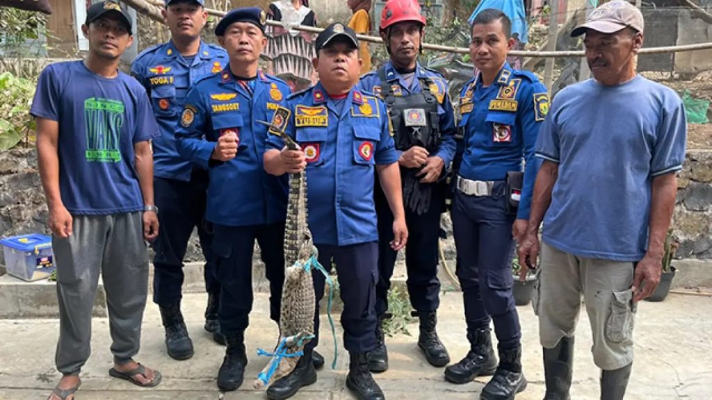 Cari Ikan di Sungai Cimandiri, Warga Palabuhanratu Sukabumi Malah Tangkap Buaya 1,5 Meter