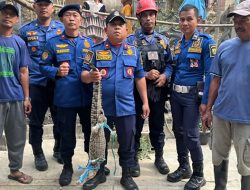 Cari Ikan di Sungai Cimandiri, Warga Palabuhanratu Sukabumi Malah Tangkap Buaya 1,5 Meter