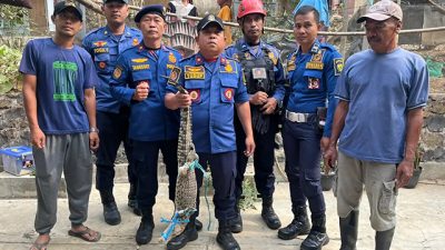 Cari Ikan di Sungai Cimandiri, Warga Palabuhanratu Sukabumi Malah Tangkap Buaya 1,5 Meter