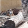 Taman Safari Indonesia dan Pusat Gadai Dukung Pelestarian Harimau Sumatera