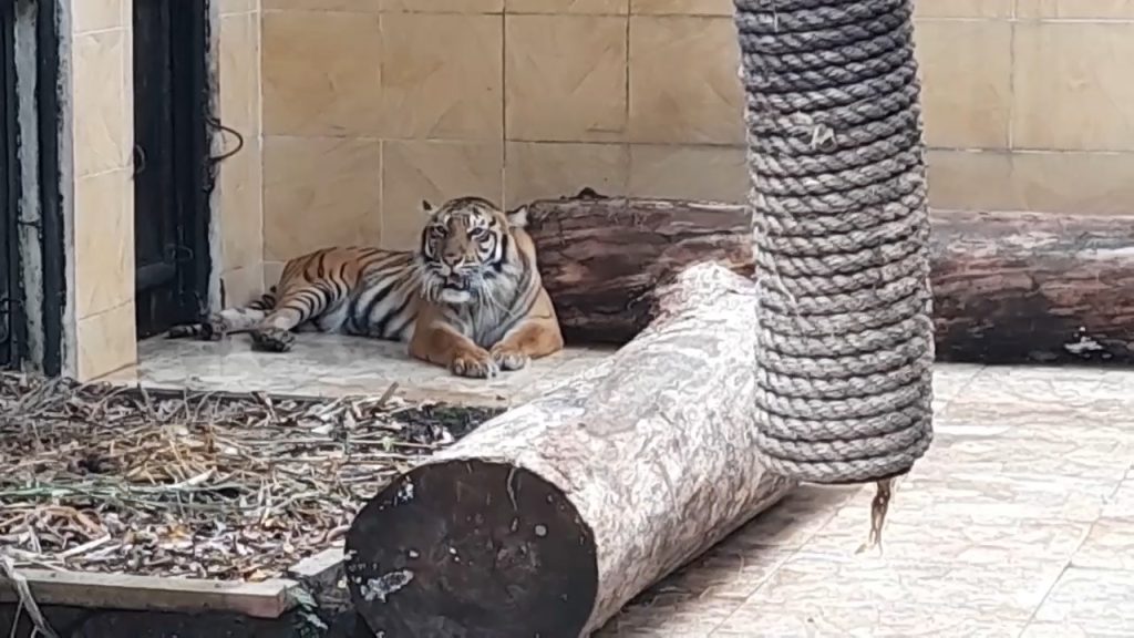 Taman Safari Indonesia dan Pusat Gadai Dukung Pelestarian Harimau Sumatera