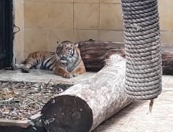 Taman Safari Indonesia dan Pusat Gadai Dukung Pelestarian Harimau Sumatera
