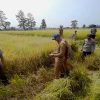 Panen Raya Di Katulampa, Lahan Sawah Kota Bogor Terus Menyusut