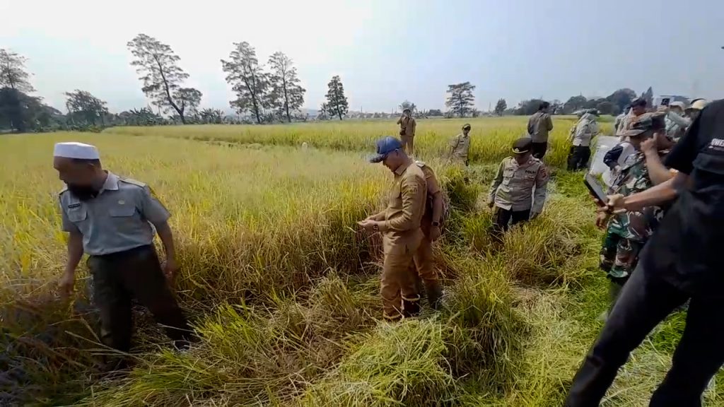 Panen Raya Di Katulampa, Lahan Sawah Kota Bogor Terus Menyusut