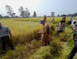 Panen Raya Di Katulampa, Lahan Sawah Kota Bogor Terus Menyusut