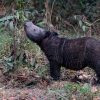 Anak Badak Bercula Dua Lahir di Eks Konservasi Taman Safari Cisarua