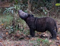 Anak Badak Bercula Dua Lahir di Eks Konservasi Taman Safari Cisarua