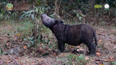 Anak Badak Bercula Dua Lahir di Eks Konservasi Taman Safari Cisarua
