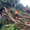 Hujan Deras dan Angin Kencang Tumbangkan Pohon Beringin di SMAN 1 Cicurug, 12 Kendaraan Rusak