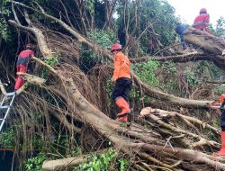 Hujan Deras dan Angin Kencang Tumbangkan Pohon Beringin di SMAN 1 Cicurug, 12 Kendaraan Rusak
